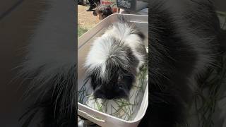 Animal vlog GuineaPigs｜Bundoora Park Farm [upl. by Naujak136]