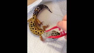 How to help your gecko molt [upl. by Attelahs]