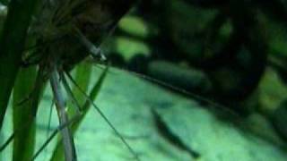 bichir feeding live 3inched shrimp [upl. by Wyck]