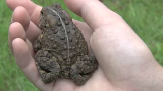 Eastern American Toad Anaxyrus americanus americanus [upl. by Octave]