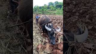 You can get it for just a dozen yuan by turning the soil digging furrows and plowin landviralvideo [upl. by Sama]