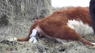 Hereford Cow Calving [upl. by Balcer]