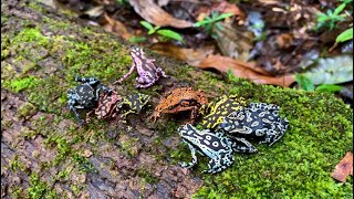 THE INCREDIBLE VARIATION OF COLORS OF ATELOPUS HOOGMOEDI IN A STREAM IN AMAPÁ  BRAZIL [upl. by Eecats972]