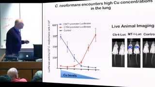 Cryptococcus neoformans copper homeostasis machinery Therapeutic target in fungal pathogenesis [upl. by Airebma]