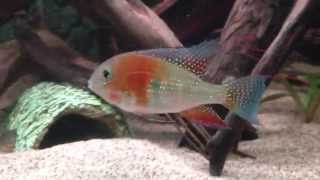 Acarichthys Heckelii Threadfin Cichlid [upl. by Allekim]