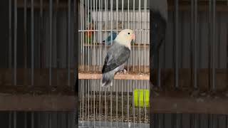 Love Birds  DD Blue OpalinePf  Breeding shahrozaviary lovebirds foryou viral fischer [upl. by Enitsirhc710]