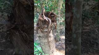 The snake was in the hole of the coconut tree Habib Bhai rescued the snake Part 7 rescue [upl. by Netsirhk732]