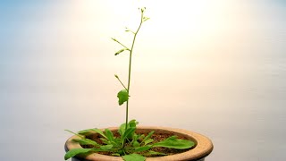 Time Lapse of Arabidopsis thaliana growing from seed [upl. by Neroled]