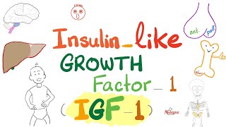 Insulinlike growth factor IGF1  Somatomedin C  GH Dwarfism Gigantism Acromegaly  Endocrine [upl. by Schertz]