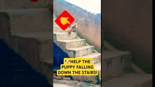 🦮Short dogs and stairs dont go well together 😲 dog puppy corgi pets shorts [upl. by Leonardi427]