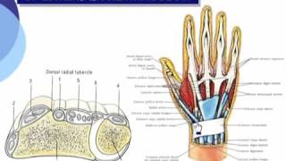 21 Upper Limb anatomy Extensor ampflexor retinculum الدكتور احمد كمال [upl. by Jacquelynn]