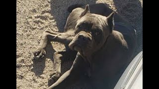 Cane Corso Left For Dead Deep In the Desert [upl. by Elumas842]