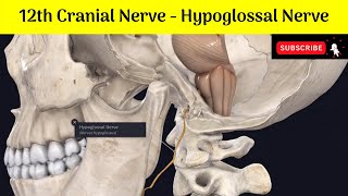 Hypoglossal Nerve 12th Cranial Nerve OriginConnectionCourseRelations BranchesClinical Anatomy [upl. by Harrietta]