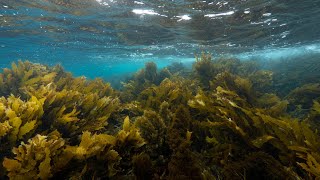 Golden Kelp Australias Great Southern Reef [upl. by Idolah]