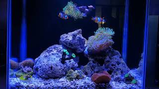 PICO REEF TANK UPDATED 43 GALLON [upl. by Nesyla]