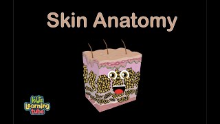 Human Body Skin Anatomy SongHuman Body Systems [upl. by Adnawed]