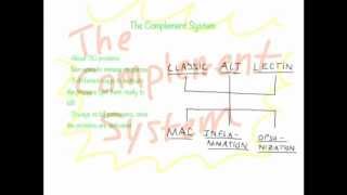 Complement System Overview [upl. by Einnaffit485]