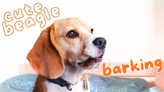 Cute Beagle Barking [upl. by Delbert919]