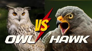 OWL VS HAWK  5 Surprising Differences You Never Knew About [upl. by Ezirtaeb]