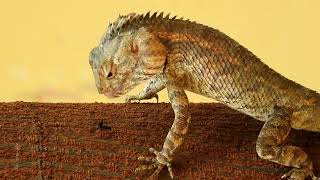 Oriental garden lizard Calotes versicolor on its hunt 😋 [upl. by Stefano]