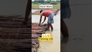 Incredible Hard Working Farmers Life  Best Jute Retting Techniques farming shorts [upl. by Neirrad]