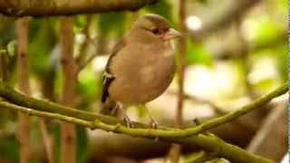 Chaffinch Fringilla Coelebs ♀  Buchfink 09 [upl. by Calisa233]