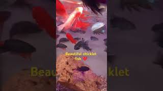 Beautiful chicklet fishshotsgoz aquariumfishaquariumviralvideo❤️😍😍😍 [upl. by Nodnorb]