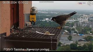 PGNiG Termika Kawęczyn PL  Moniuszko 9 EH after feeding He is on landing long  2024 08 06 09 59 [upl. by Ardeha]