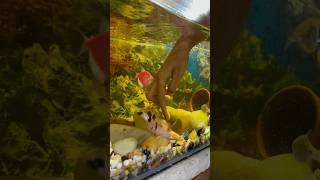 Singi fish badi hogai singifish petfish aquarium petfishlover petsman fishing [upl. by Kaila]