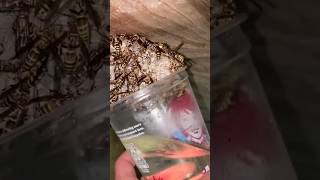 Wasp Nest Removal [upl. by Dominica]