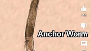 Anchor worm attack 😨 ⚓🐛 arowana treating fish arowana livefish arapaimafish aquarium anchor [upl. by Orihakat983]