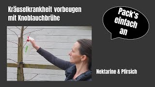 Kräuselkrankheit vorbeugen mit Knoblauchbrühe PfirsichNektarine  Ökologisch [upl. by Naujuj]