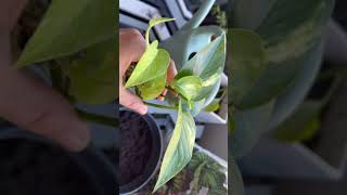 Propogating Pothos in Water [upl. by Paddie988]