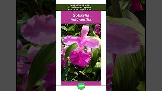 Sobralia macrantha Veja a Beleza desta Linda Orquídea shorts flores orquideas [upl. by Prudie985]