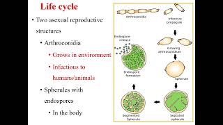 Coccidioidomycosis I Coccidioides immitis I Medical mycosis I Medical microbiology I [upl. by Neztnaj541]