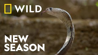 Rescuing The Worlds Deadliest Snakes  Snakes in the City  National Geographic WILD UK [upl. by Assenab435]