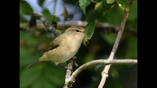 Chiffchaff 1h bird sound [upl. by Letram]