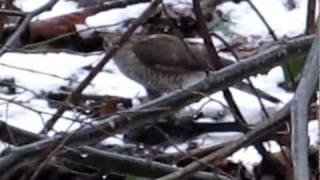 HD Greifvogel  Sperber  frißt Amsel [upl. by Kellda249]