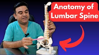 Brief ANATOMY of the LUMBAR SPINE  Essential Insights for HEALTH PROFESSIONALS [upl. by Idnem]