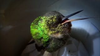 This is what a snoring hummingbird sounds like [upl. by Merce]