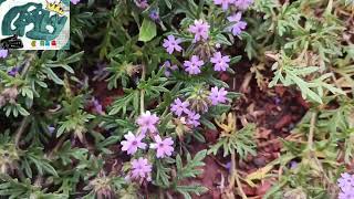 Verbena bipinnatifida LO QUE DEBES SABER CURIOSIDADES [upl. by Kcirrek]