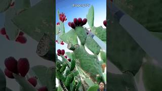 All Parts of Cactus Can Eat 🌵 cactus cactusgarden fruit shortvideo shorts short satisfying [upl. by Soinotna]