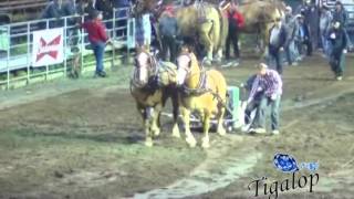 Tire de chevaux StAntonin 2014 vidéos 03 [upl. by Barris]