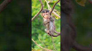 ADORABLE MACAQUES MONKEY SHOWCASING ITS SKILLS UP IN A TREE shorts [upl. by Field88]