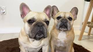 15 Sounds French Bulldogs Make In Under 5 Minutes TOO FUNNY [upl. by Mallin72]