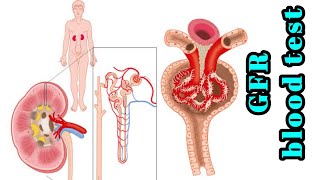 Glomerular filtration rate GFR blood test Normal range purpose Procedure High and Low causes [upl. by Ffirahs]