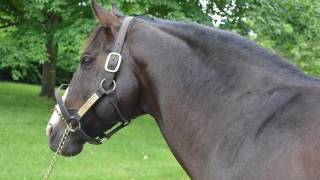 Claiborne Farm and Memories of Secretariat Graveyard  cemetery [upl. by Adiell]