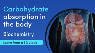 Starch carbohydrate digestion and absorption  MediMagic  3D Video [upl. by Dinerman]