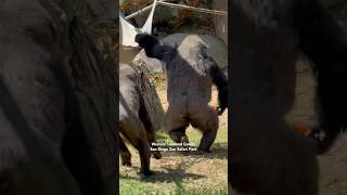 Western Lowland Gorilla  western low land gorilla sandiego zoo safari park california usa [upl. by Merce]