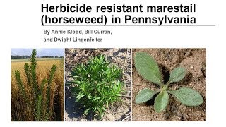 Horseweed Part 1 Resistant Marestail in Pennsylvania [upl. by Aitrop]